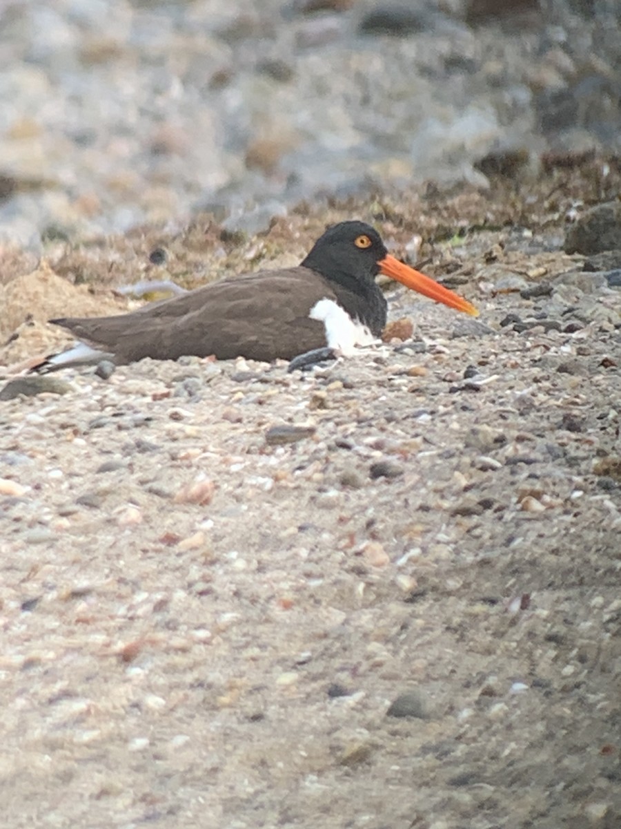 American Oystercatcher - ML636770989