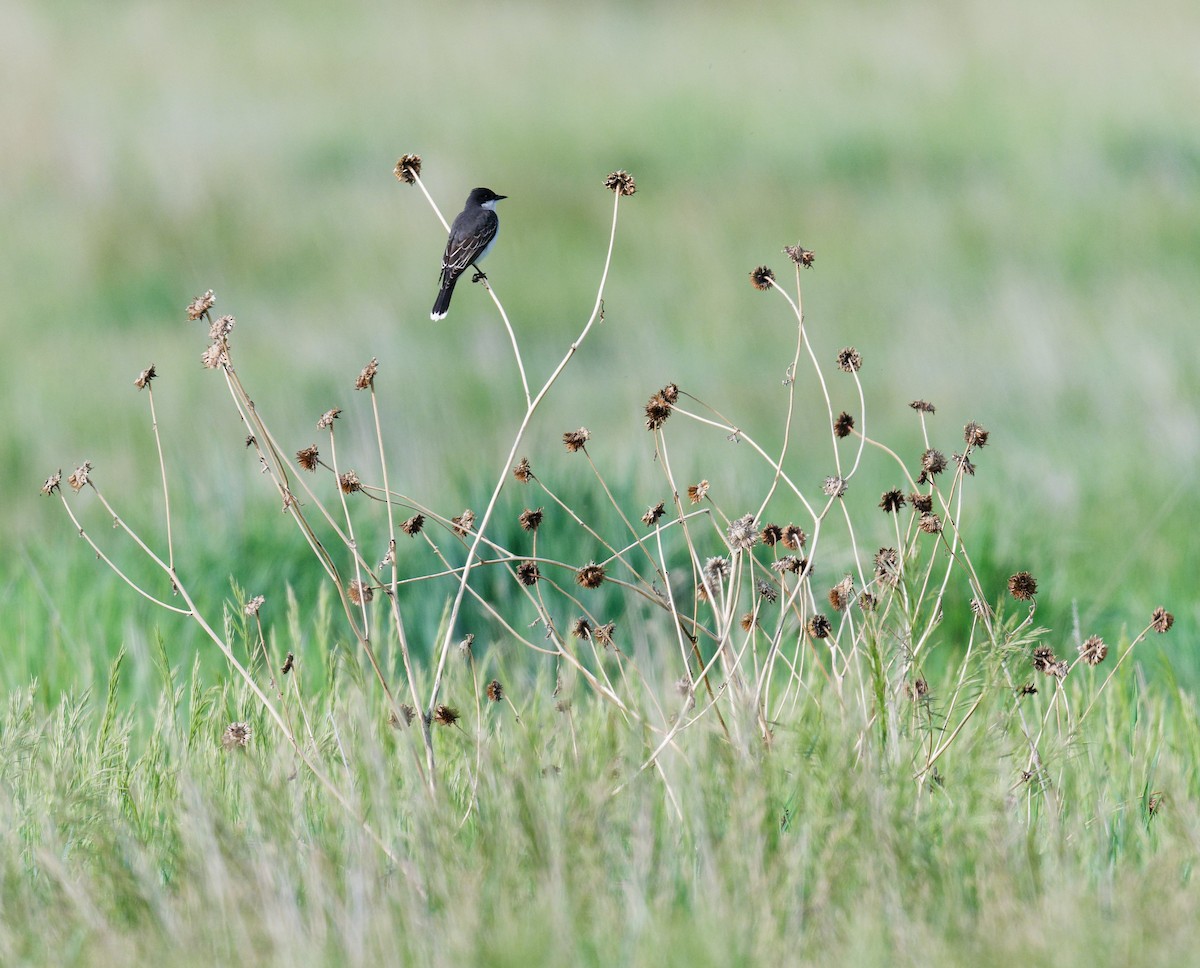 Eastern Kingbird - ML636770991