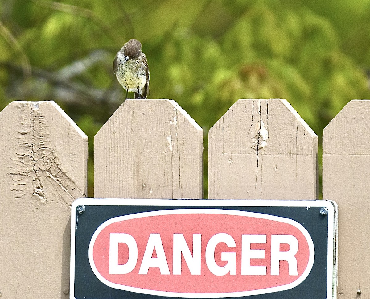Eastern Phoebe - ML636770998