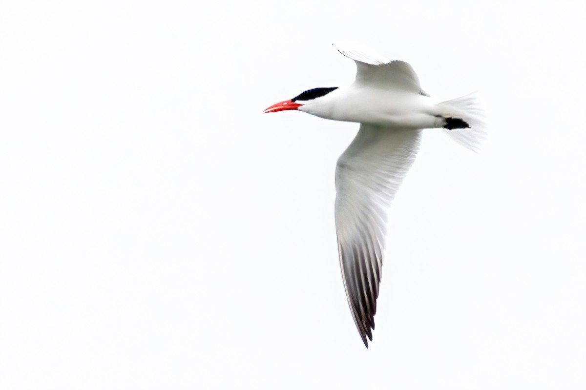 Caspian Tern - ML636771002