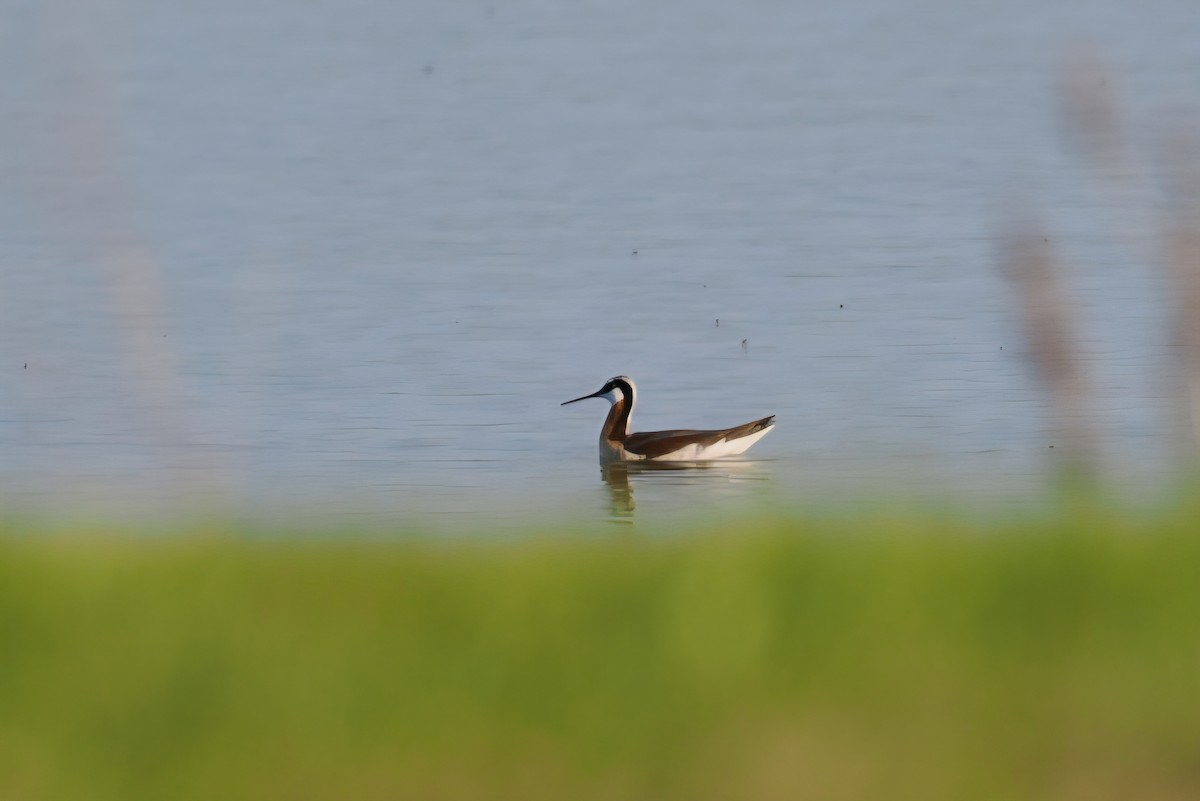 Wilson's Phalarope - ML636771010
