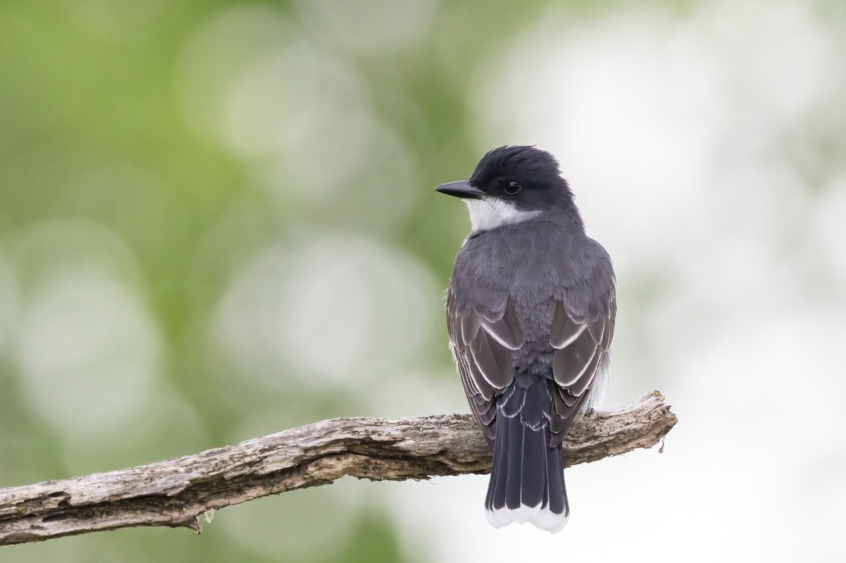 Eastern Kingbird - ML636771021