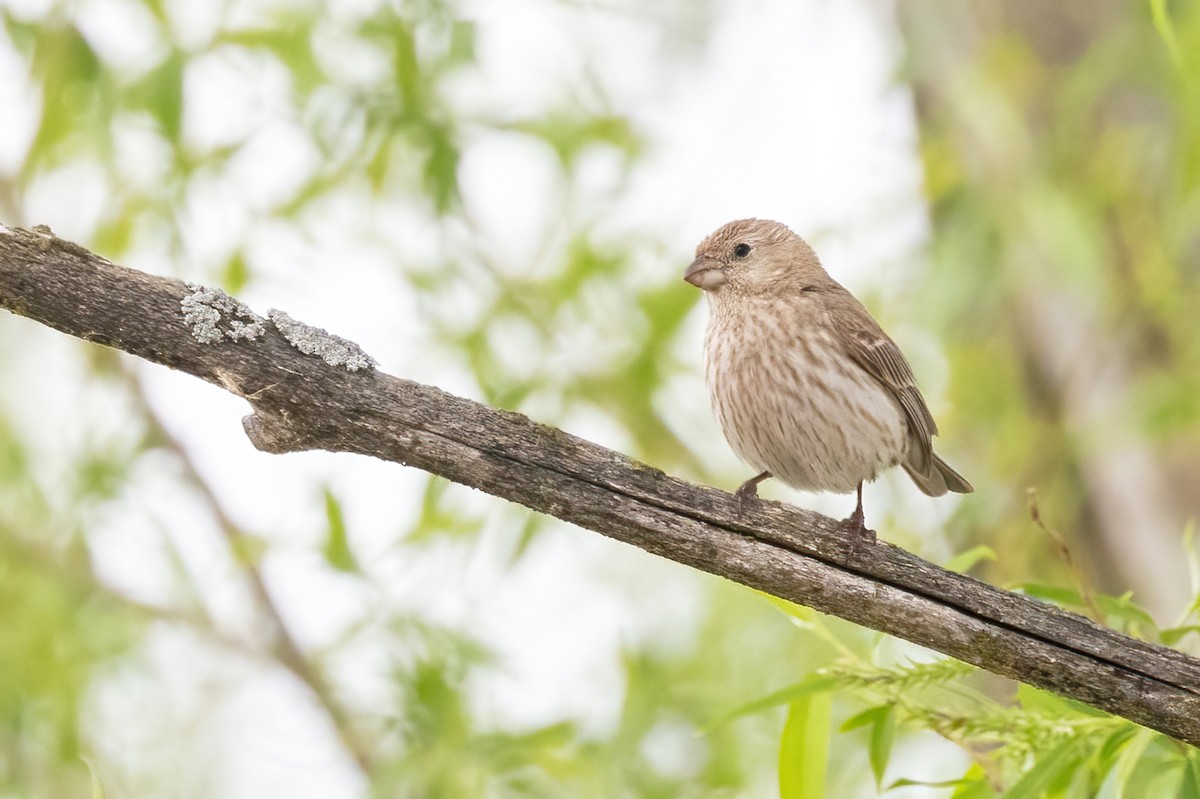 House Finch - ML636771028