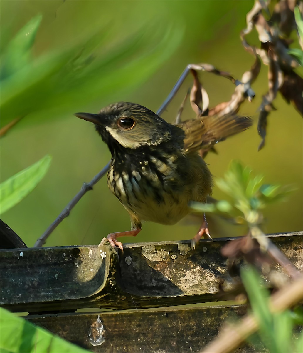 Black-throated Prinia - ML636771038