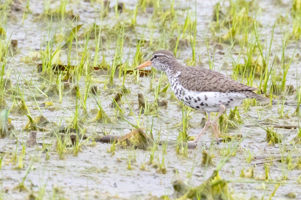 Spotted Sandpiper - ML636771068