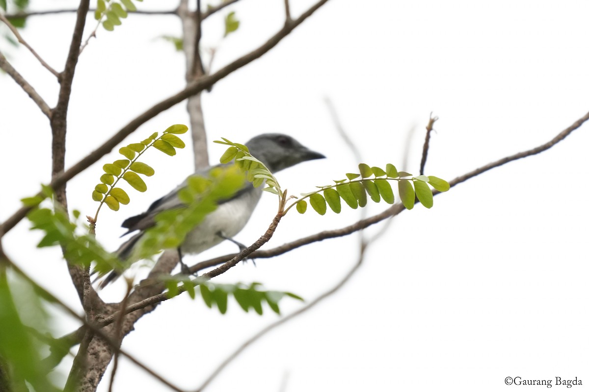 Indian Cuckooshrike - ML636771077