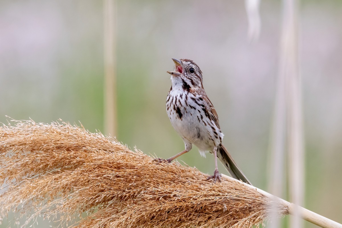 Song Sparrow - ML636771079