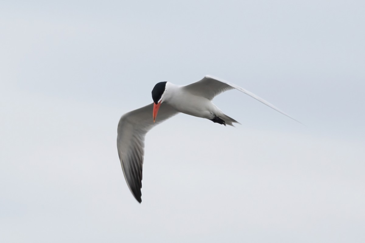 Caspian Tern - ML636771100