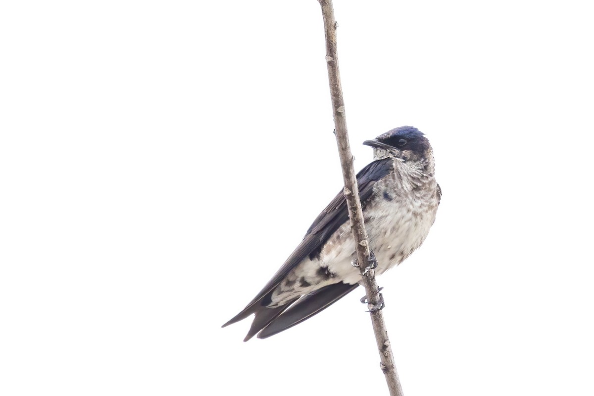 Purple Martin - ML636771106