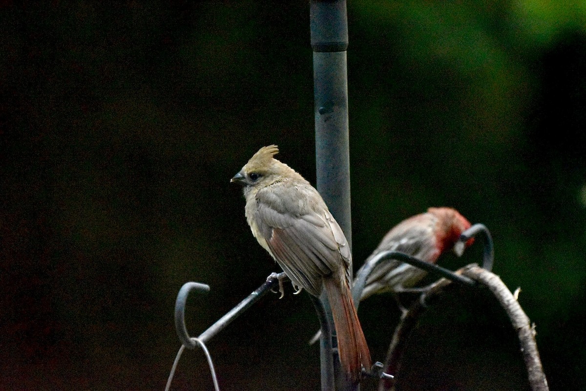 Northern Cardinal - ML636771115