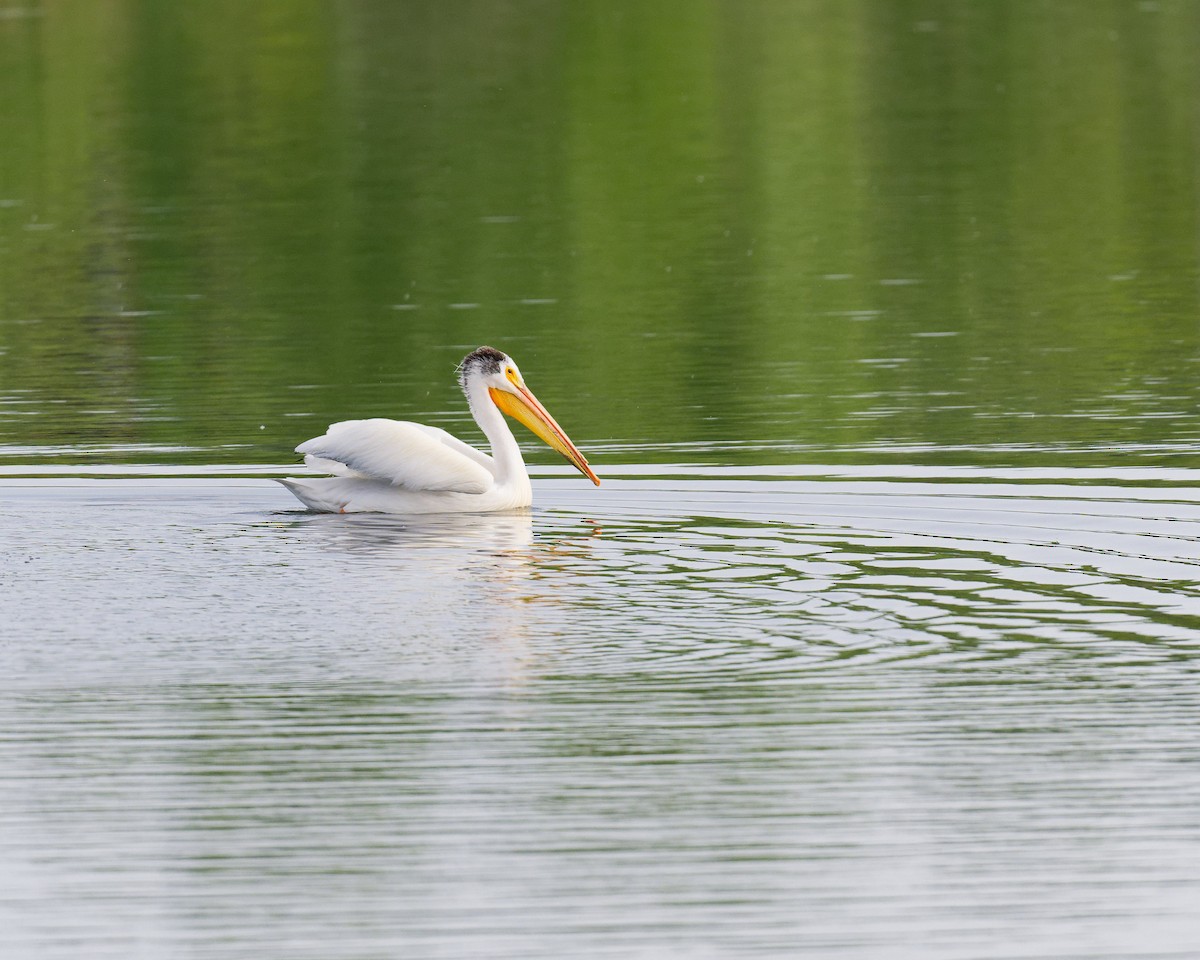 American White Pelican - ML636771121