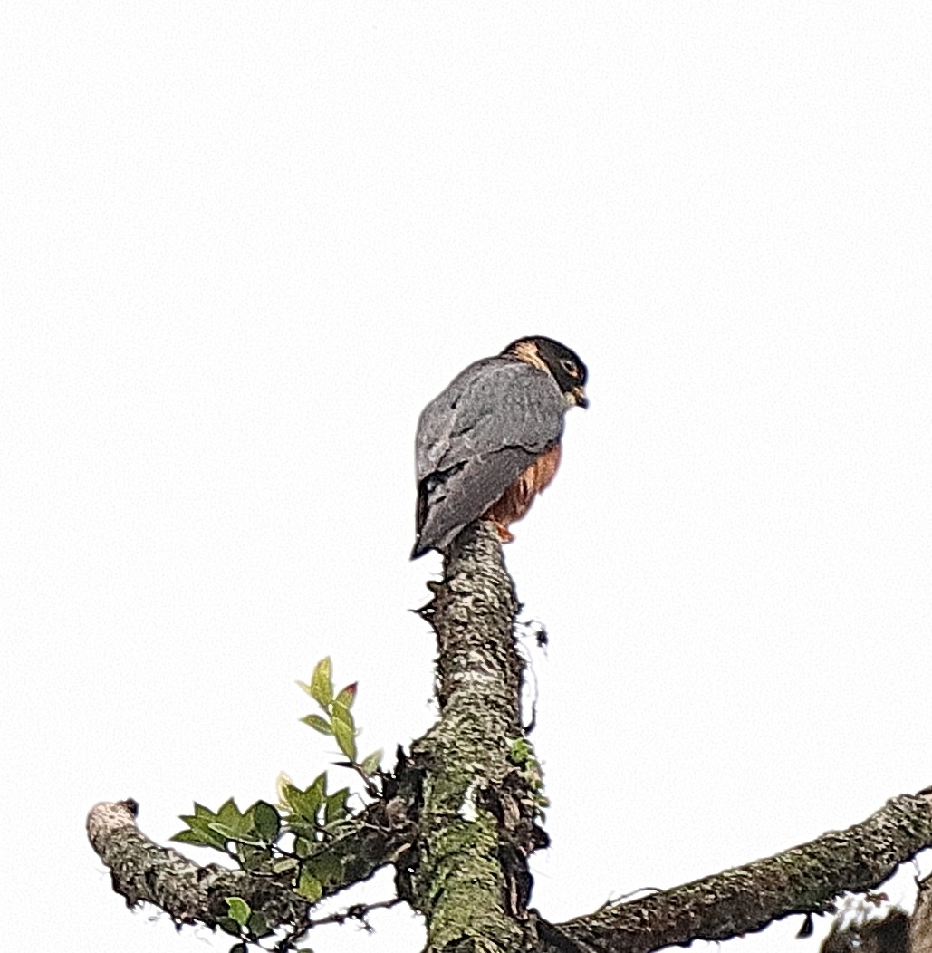 Oriental Hobby - ML636771130
