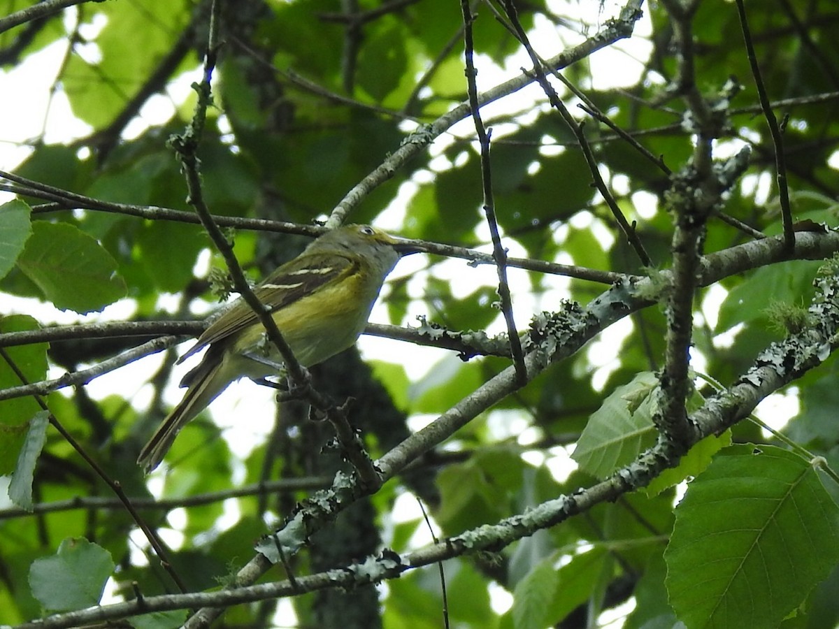 White-eyed Vireo - ML636771132