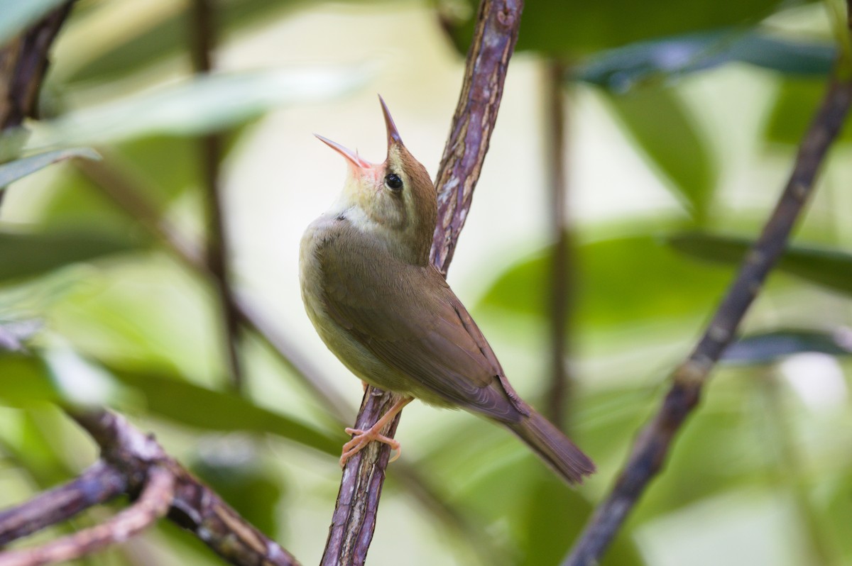 Swainson's Warbler - ML636771164