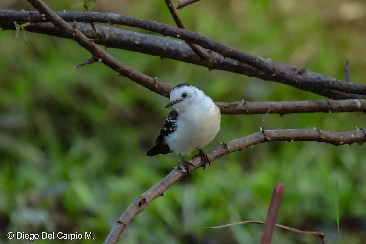 Black-backed Water-Tyrant - ML636771166