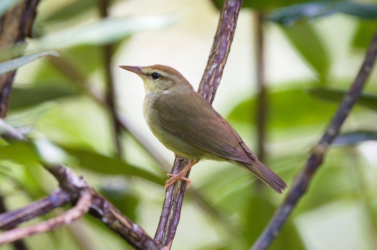 Swainson's Warbler - ML636771168
