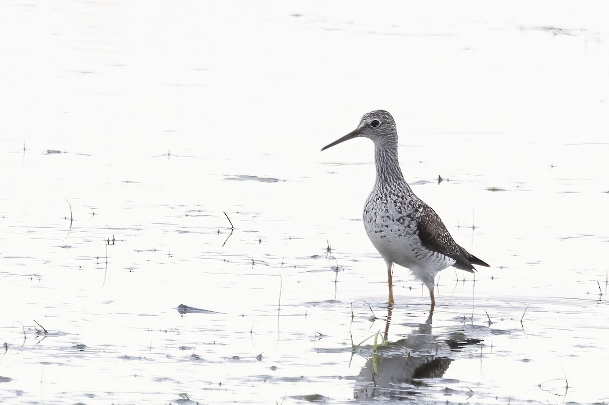 Greater Yellowlegs - ML636771173