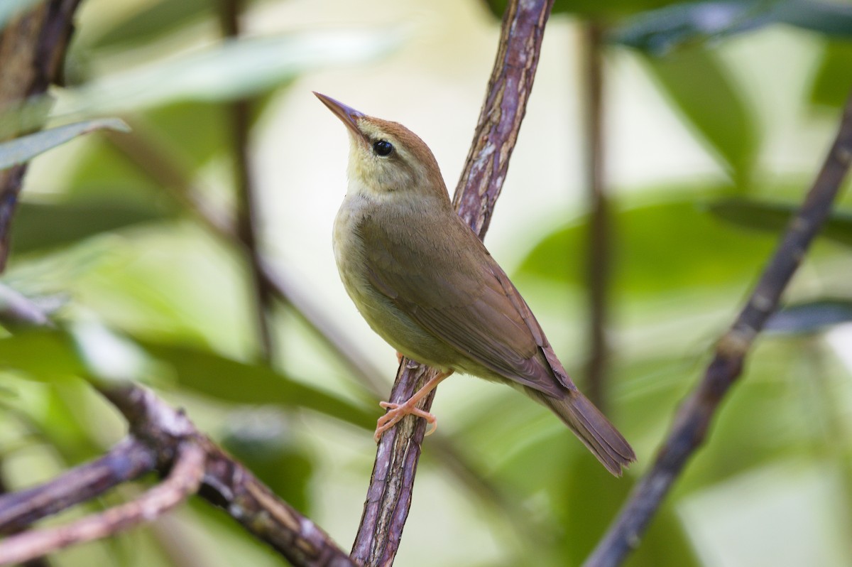 Swainson's Warbler - ML636771176