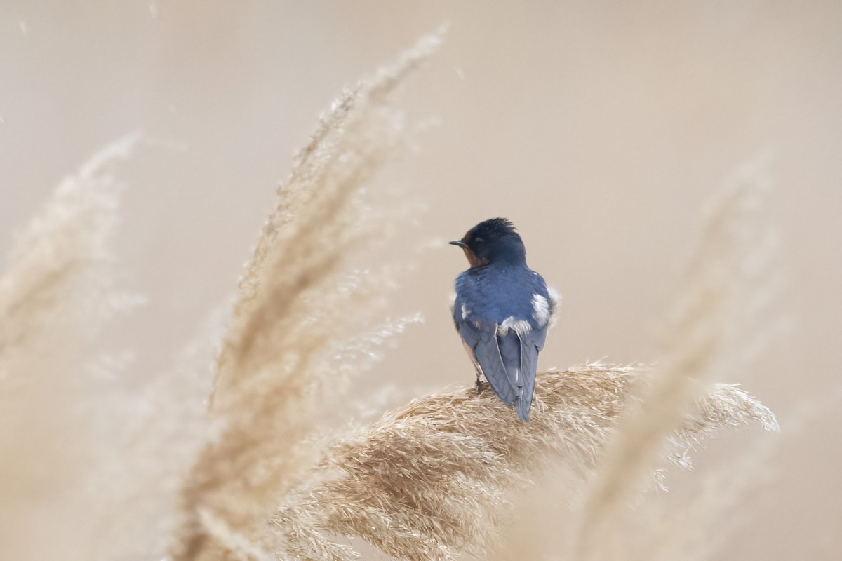 Barn Swallow - ML636771187