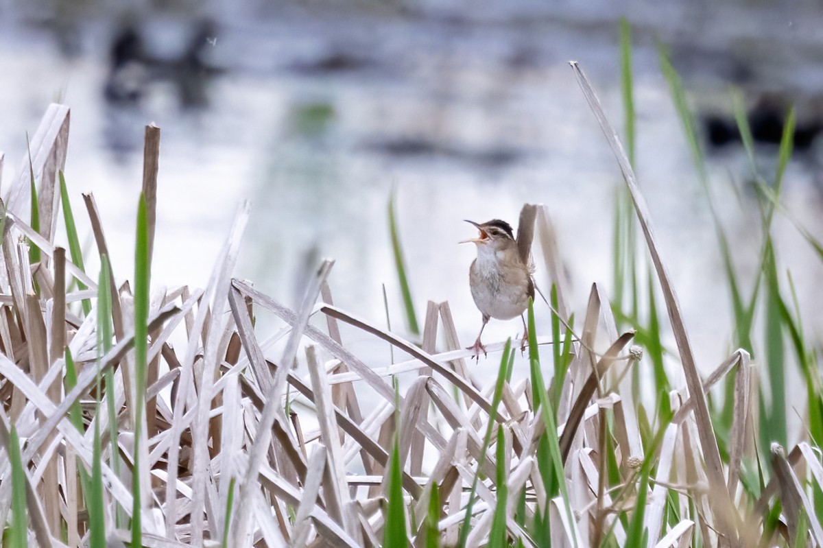 Marsh Wren - ML636771203