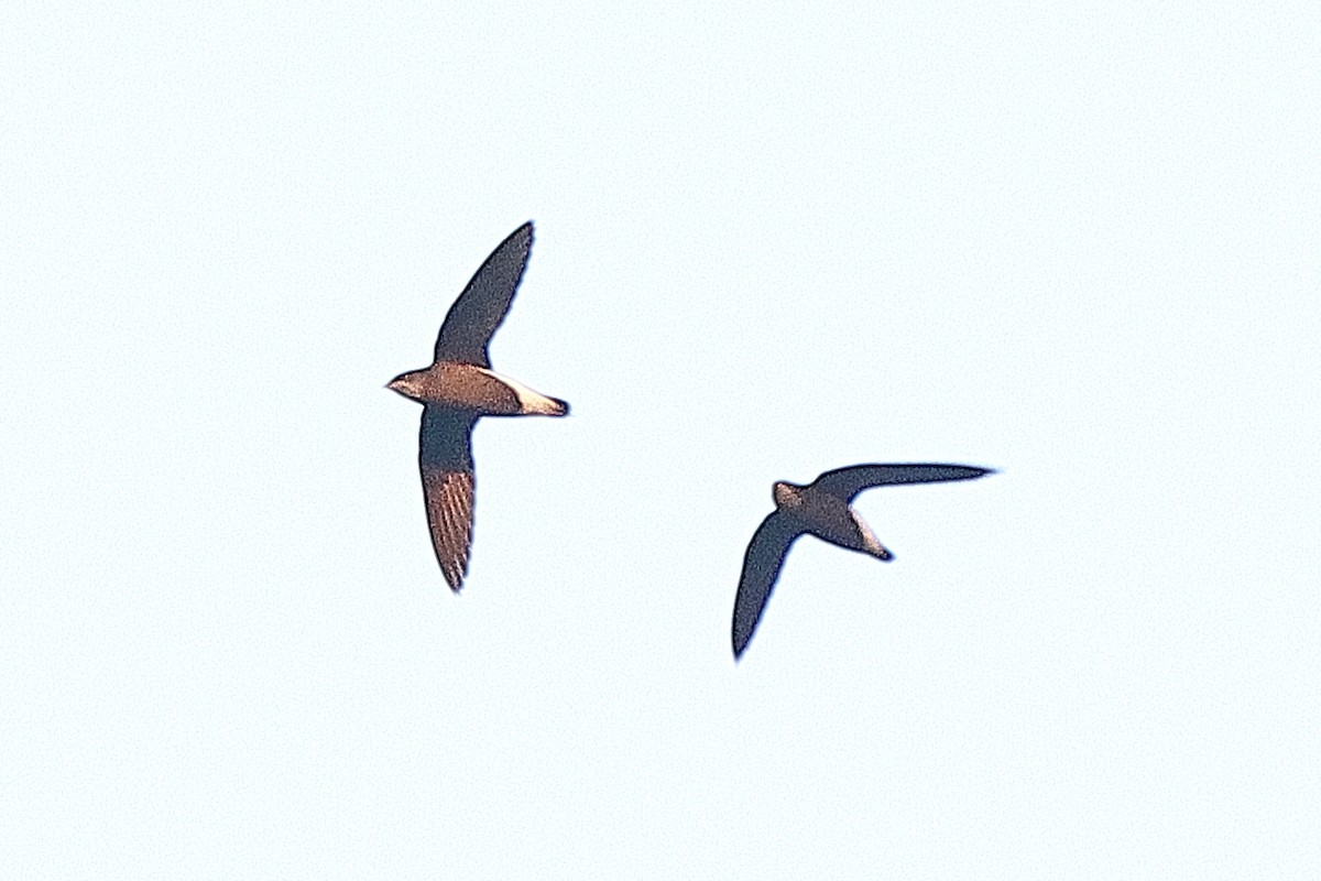 Silver-backed Needletail - ML636771217