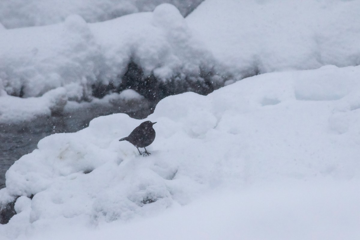 Brown Dipper - ML636771235