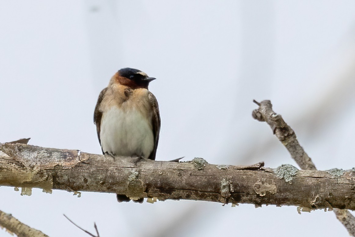 Cliff Swallow - ML636771240