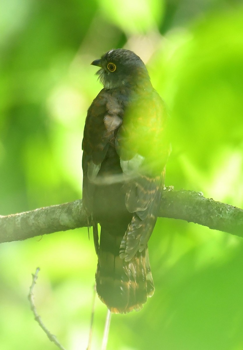 Hodgson's Hawk-Cuckoo - ML636771246