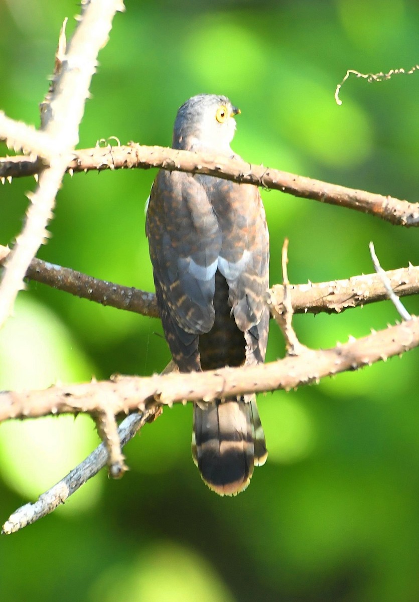 Hodgson's Hawk-Cuckoo - ML636771248