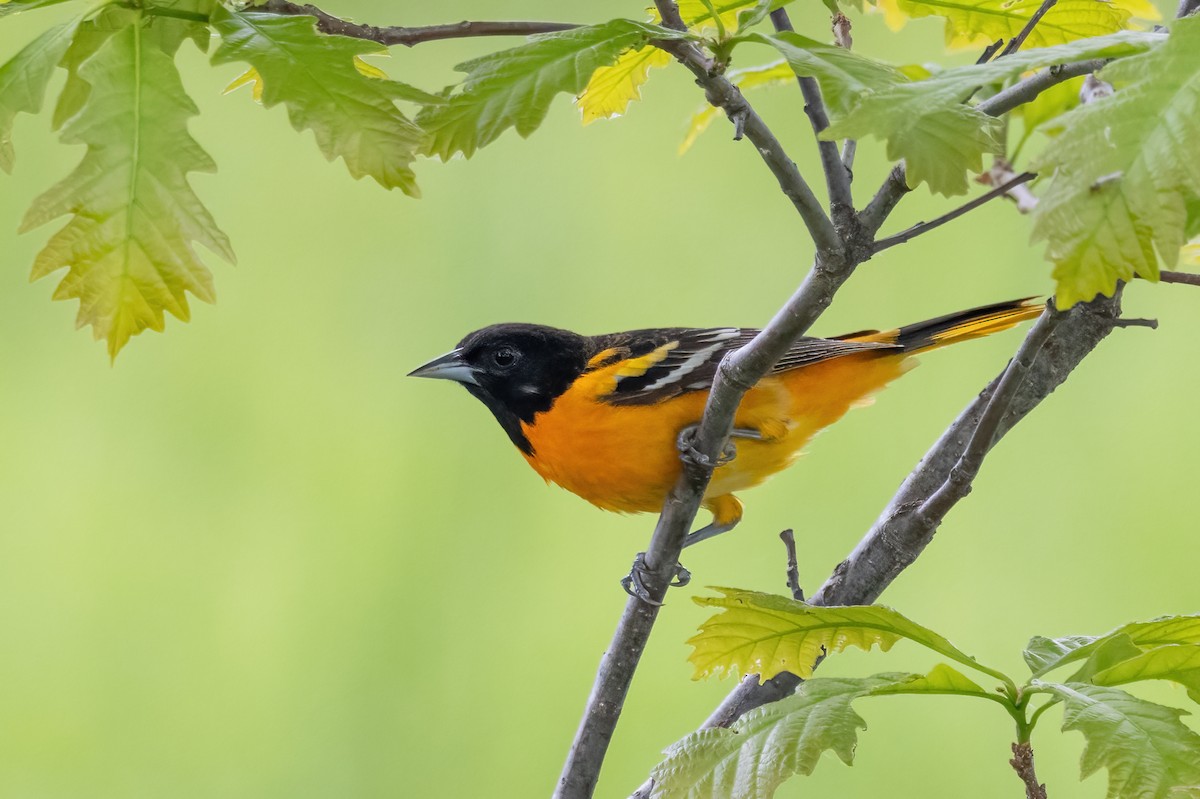 Baltimore Oriole - ML636771288