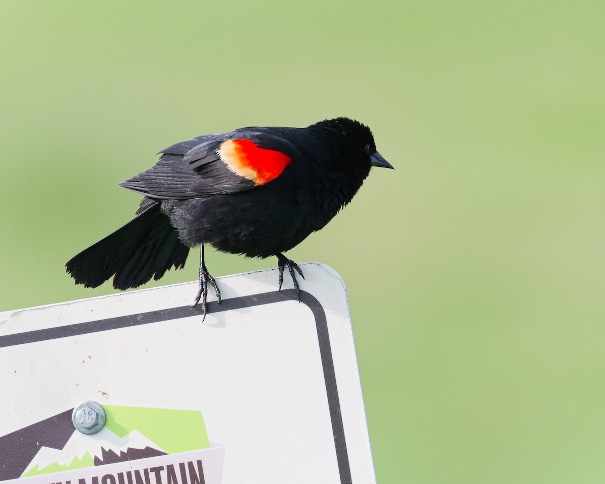 Red-winged Blackbird - ML636771294