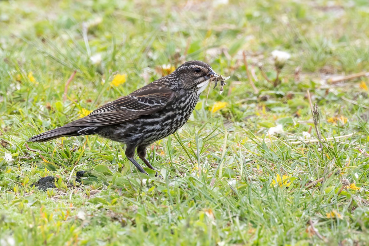 Red-winged Blackbird - ML636771297