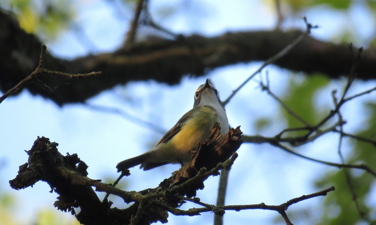 Blue-headed Vireo - ML636771315