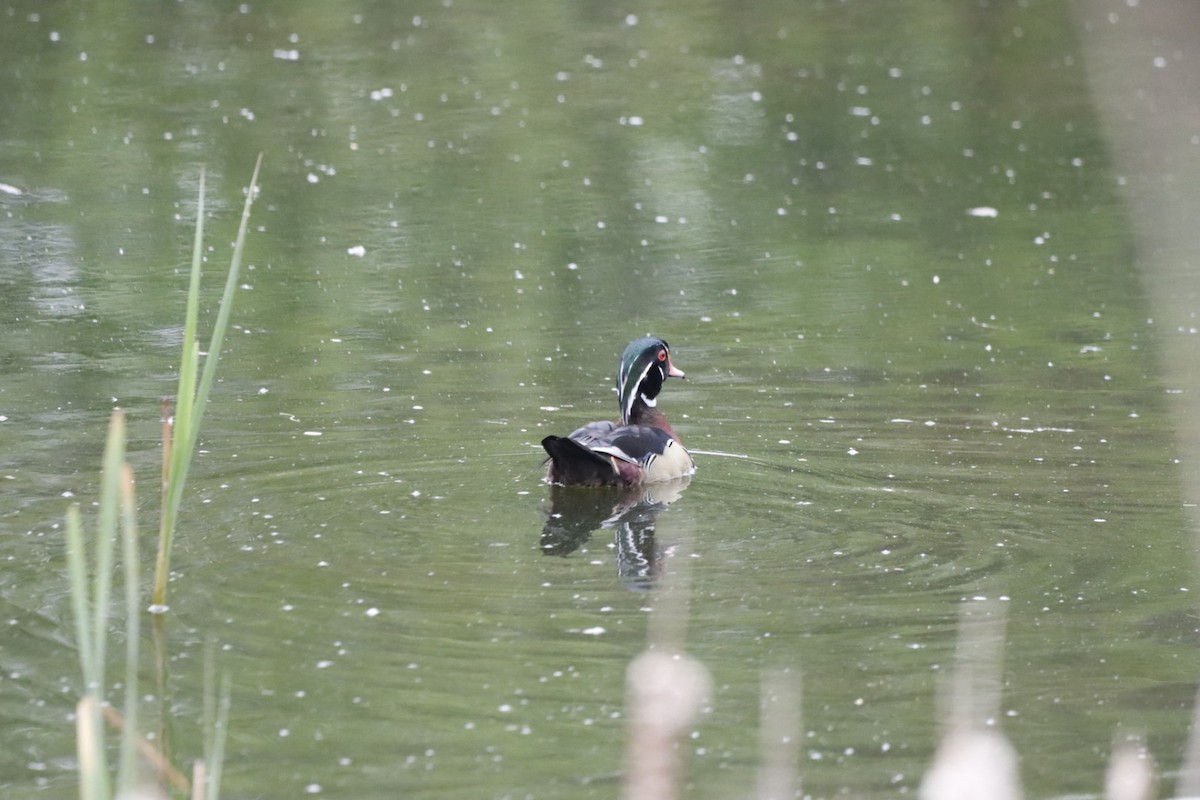 Wood Duck - ML636771321