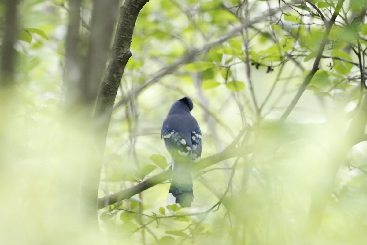 Blue Jay - ML636771327