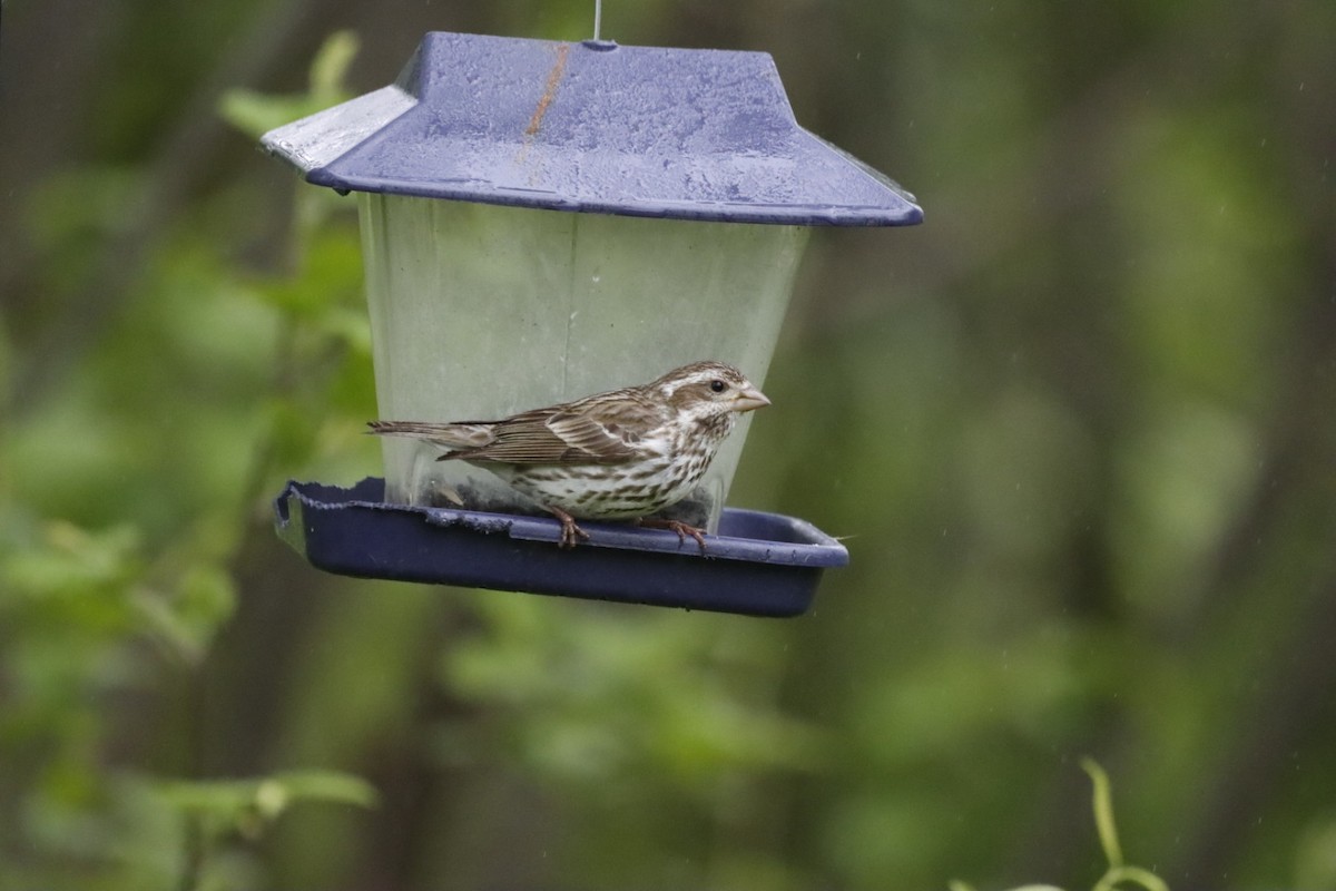 Purple Finch - ML636771343