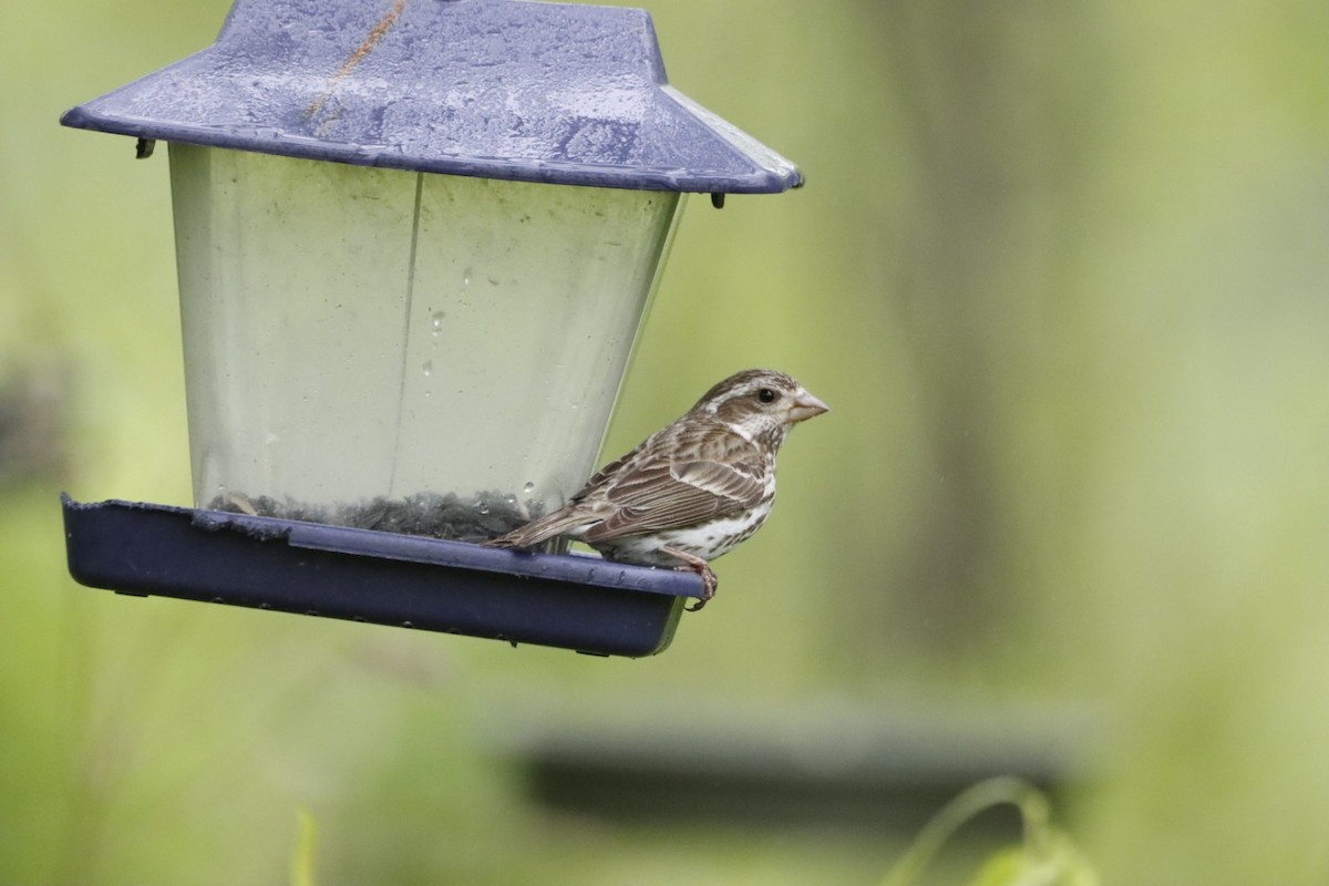 Purple Finch - ML636771344