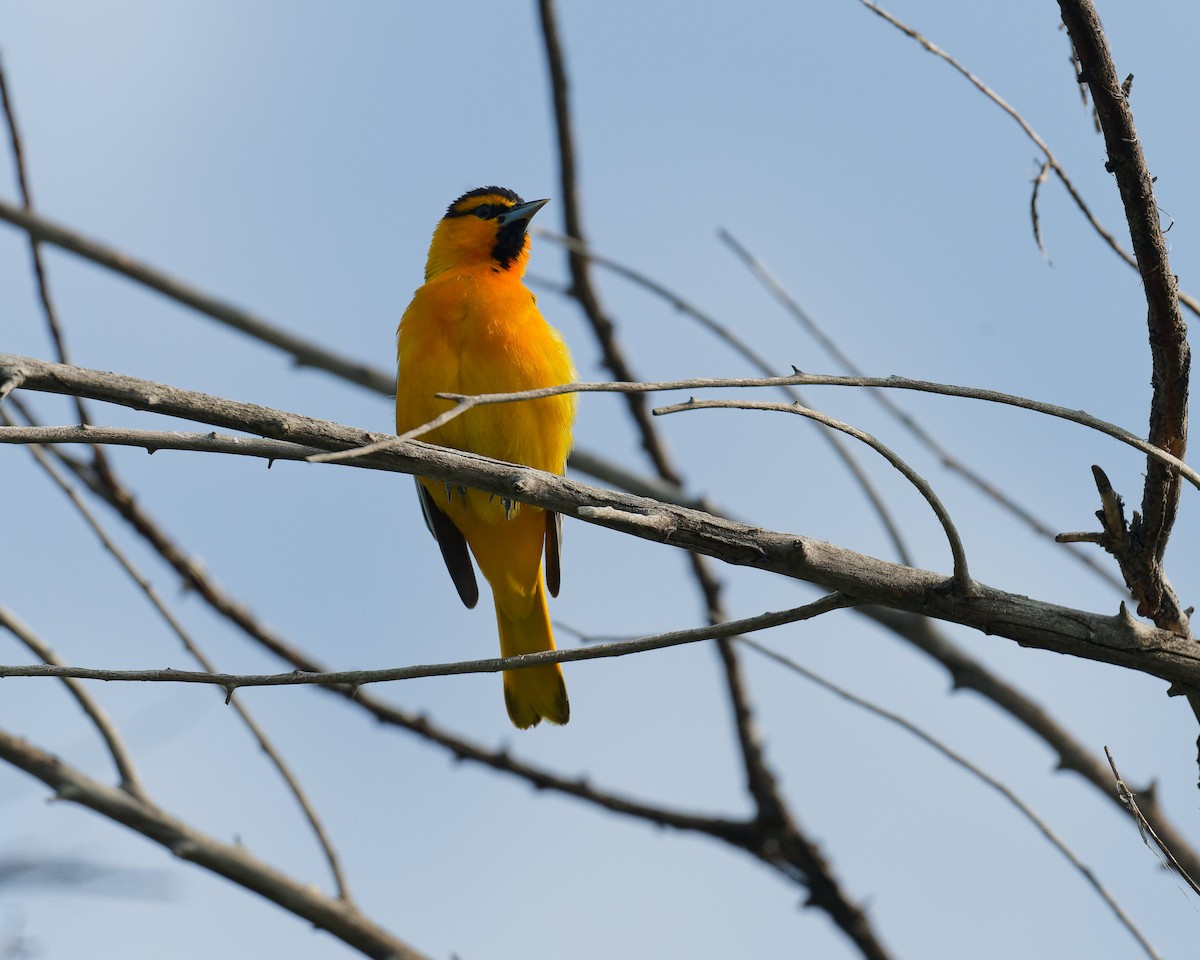 Bullock's Oriole - ML636771399
