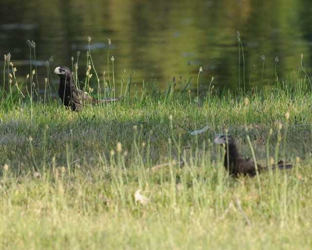 Groove-billed Ani - ML63677141