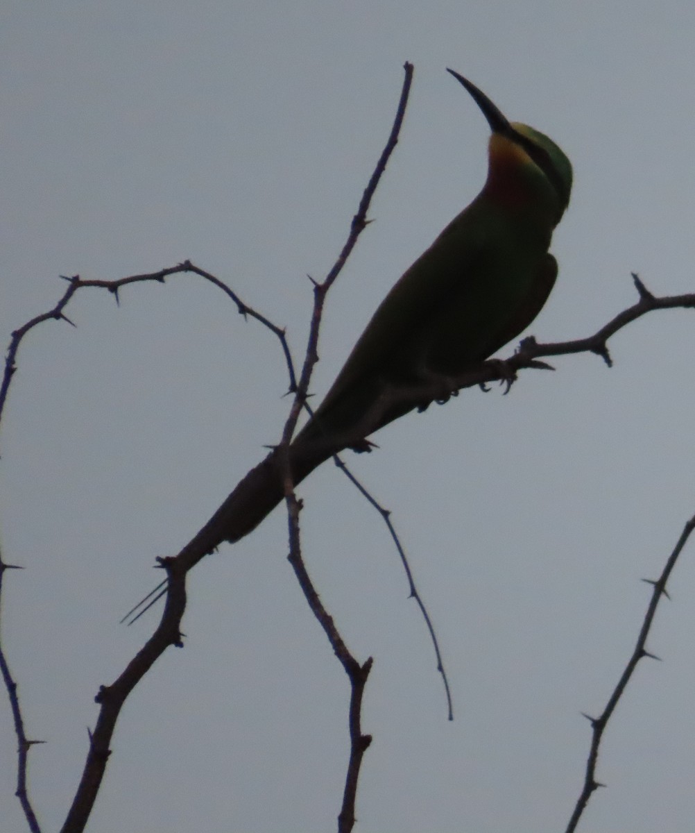 Blue-cheeked Bee-eater - ML636771411