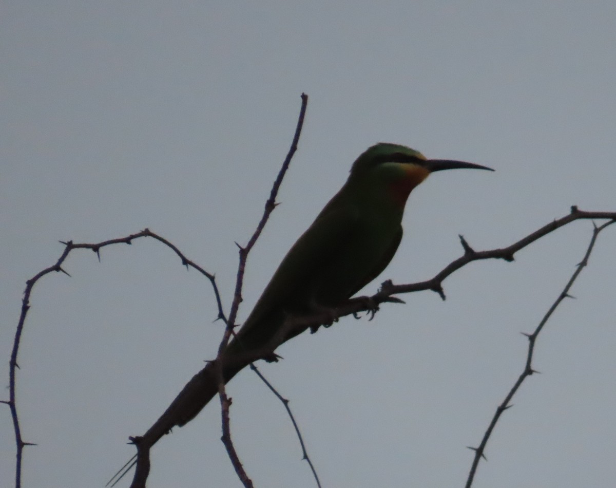 Blue-cheeked Bee-eater - ML636771412