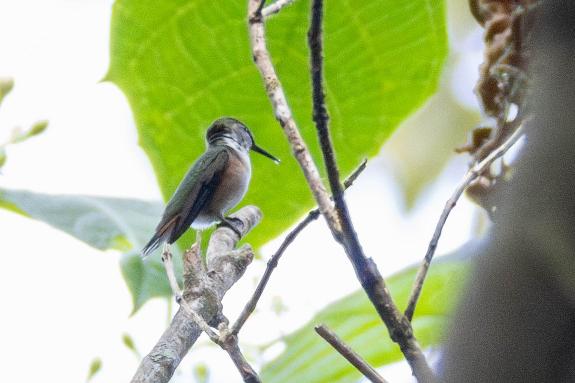 Bumblebee Hummingbird - ML636771467