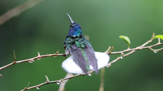 White-necked Jacobin - ML636771491
