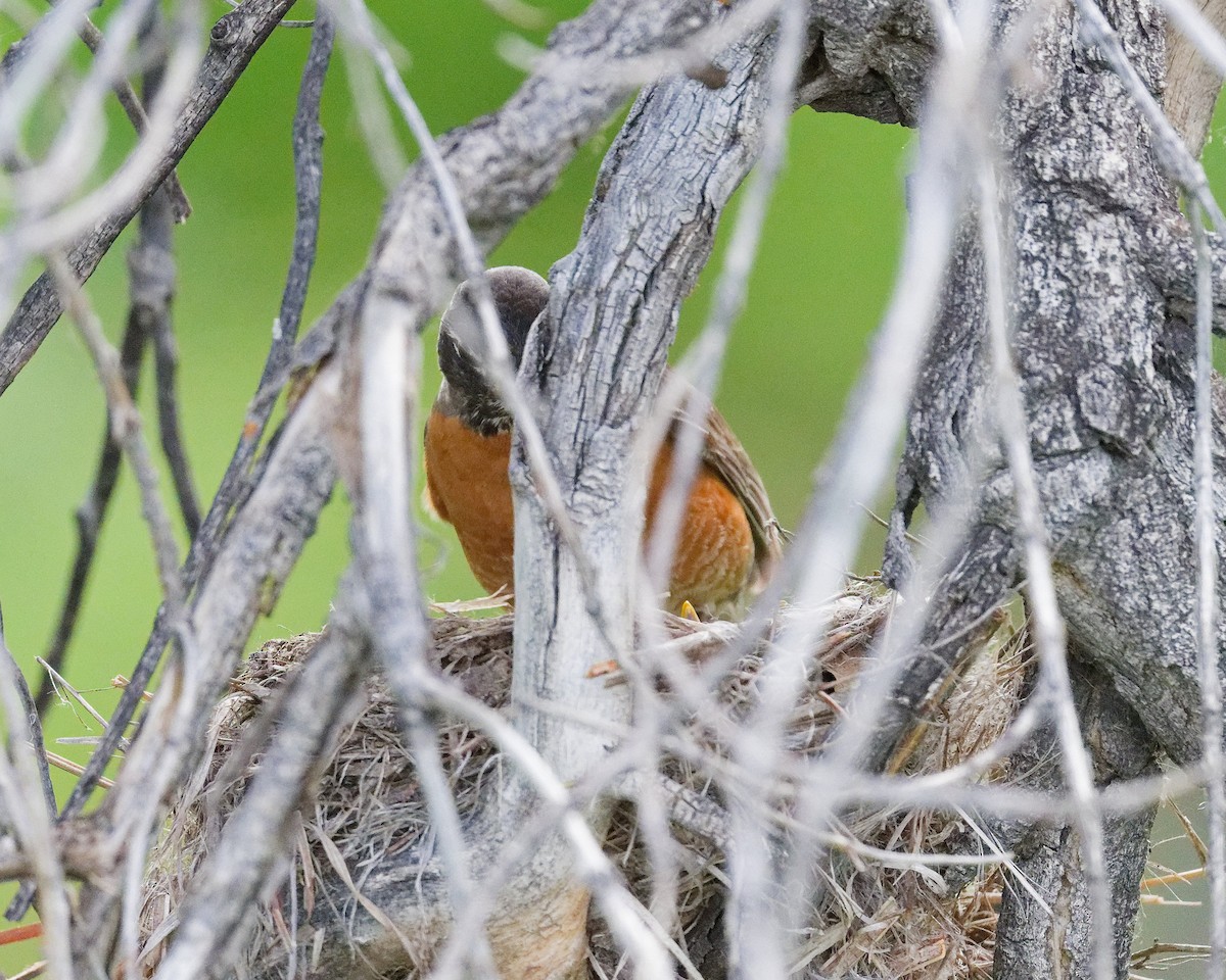 American Robin - ML636771496