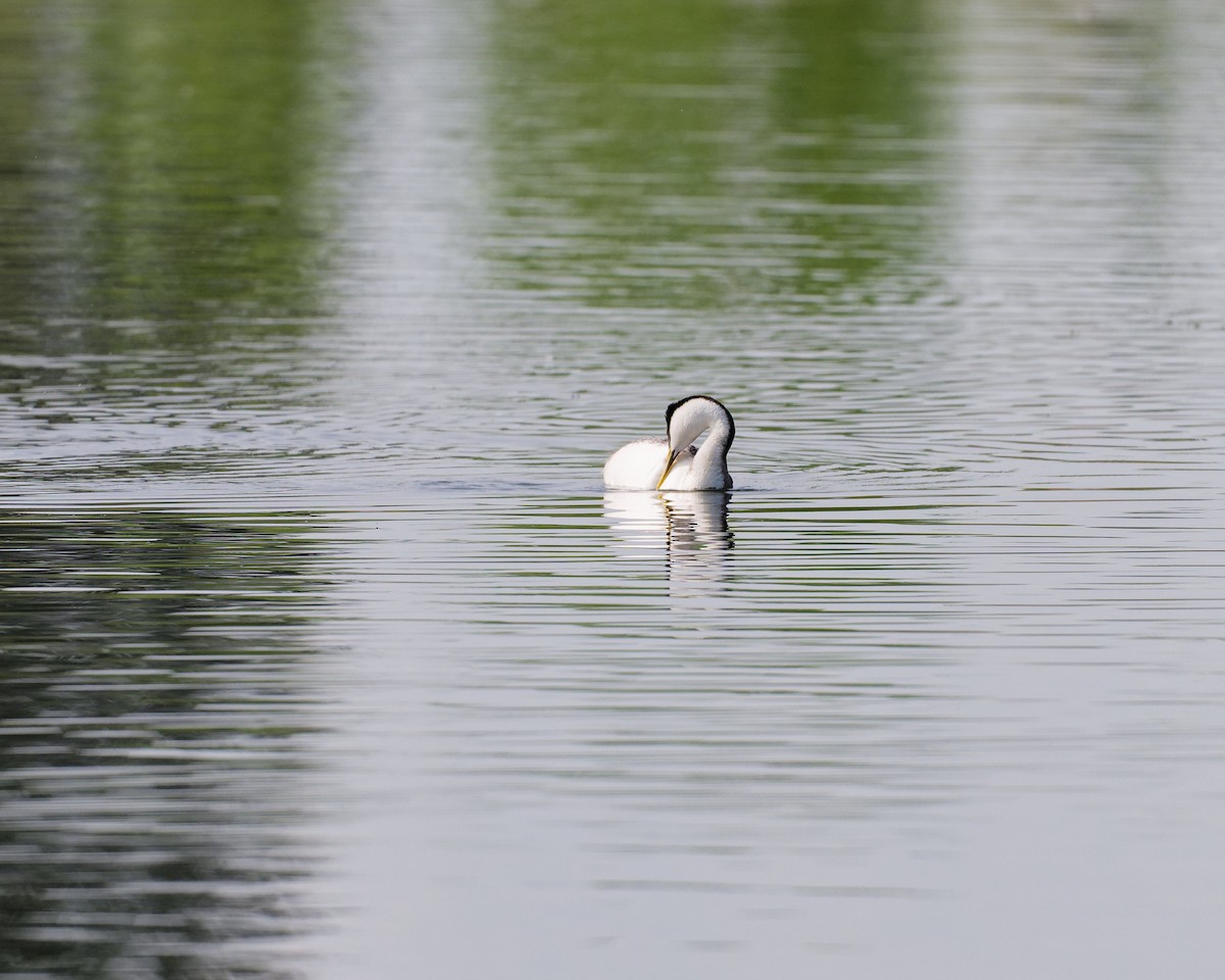 Western Grebe - ML636771558