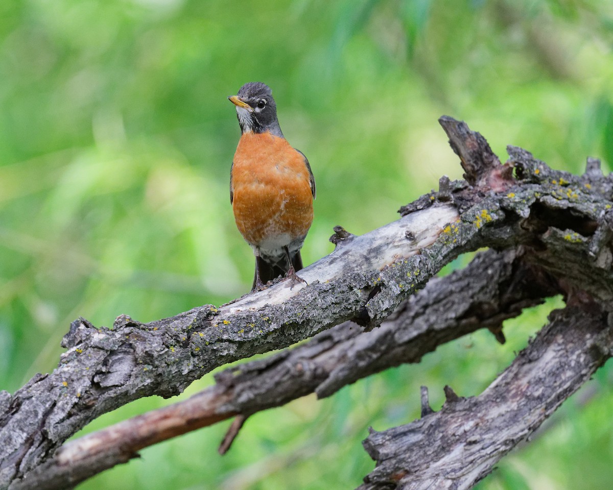 American Robin - ML636771603