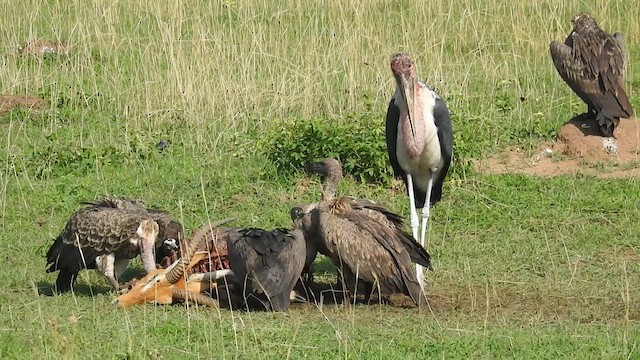 Marabou Stork - ML636771642
