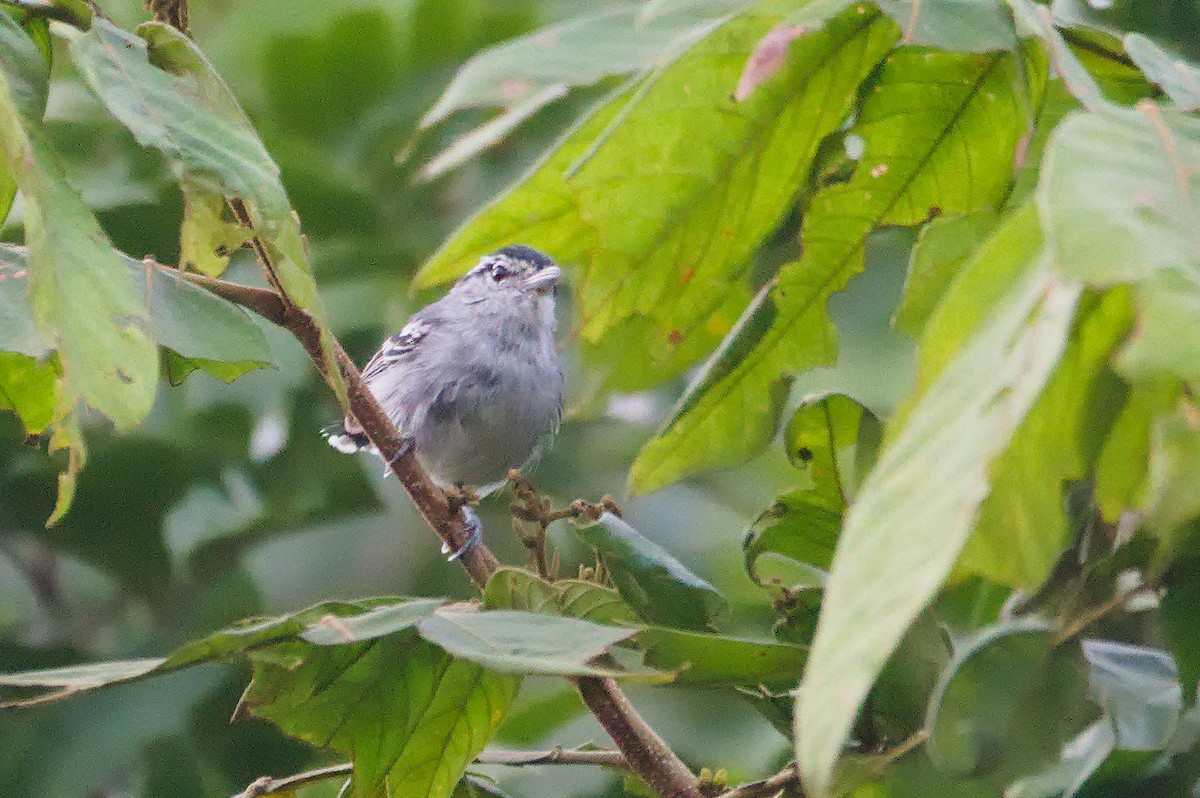Black-capped Antwren - ML636771645
