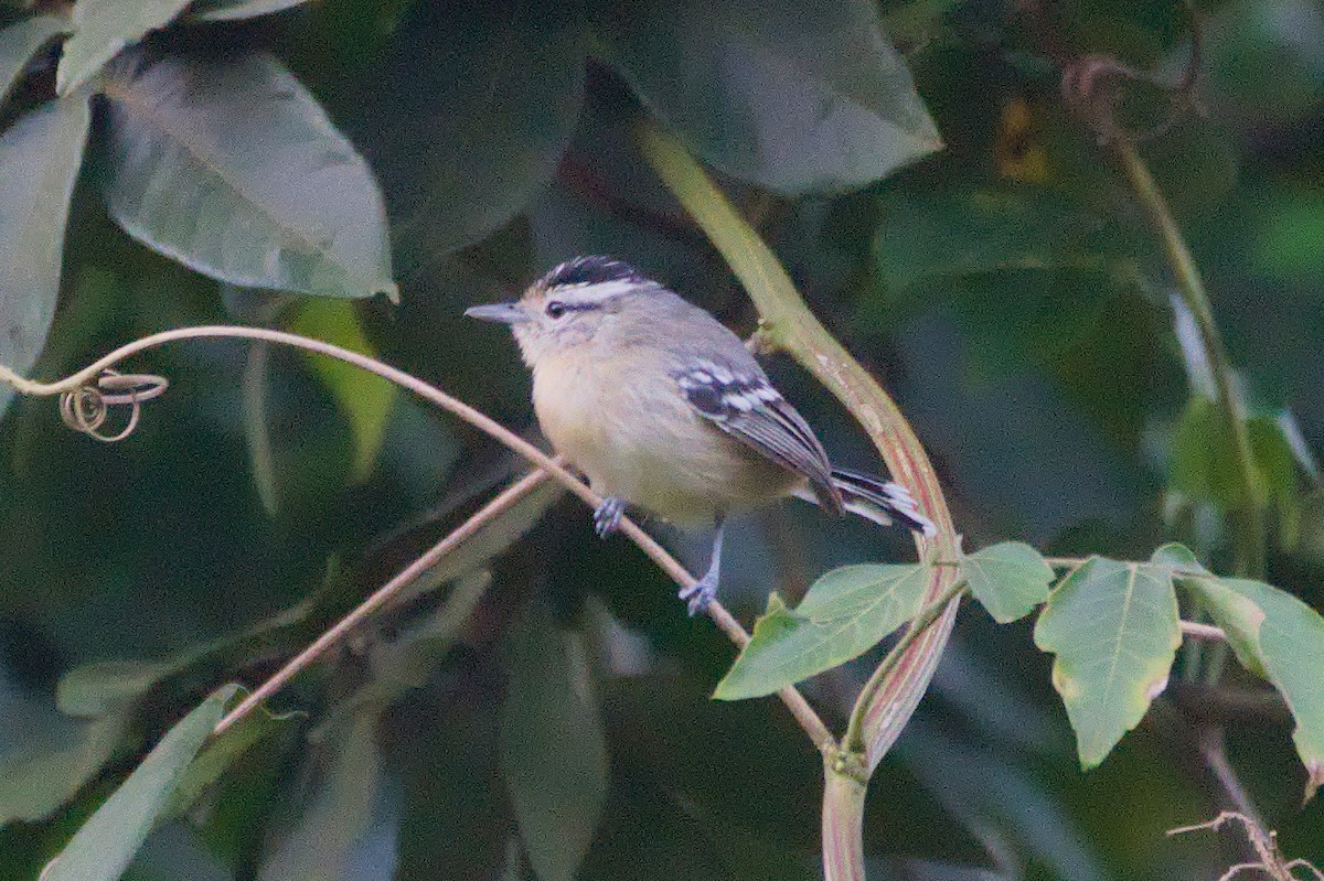 Black-capped Antwren - ML636771646