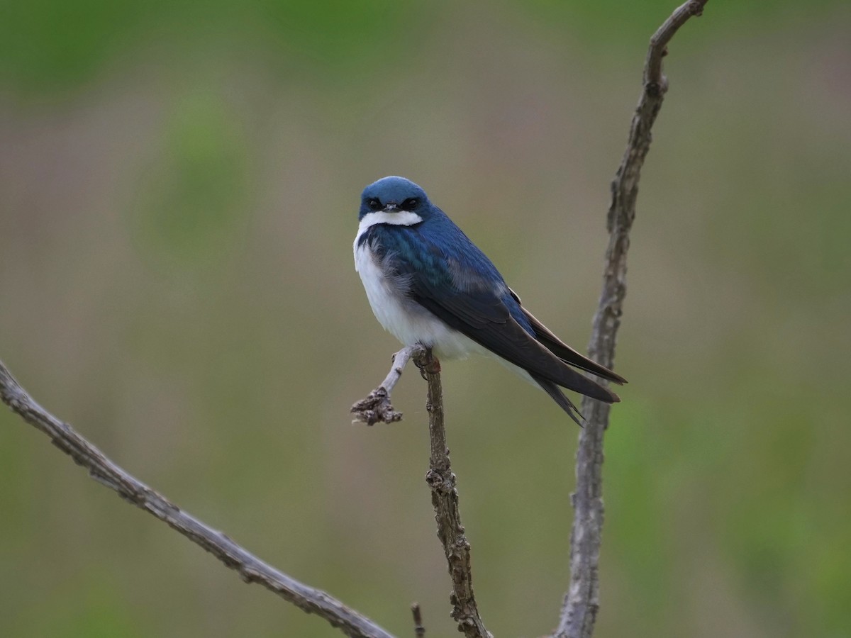 Tree Swallow - ML636771700